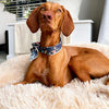 Orthopaedic Large Dog Bed - Memory Foam Plush Mattress for Big Breeds